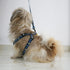 CHIPPI Elite Harness